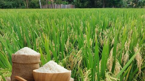 Giá lúa gạo hôm nay ngày 27/3: Tấm thơm giảm nhẹ