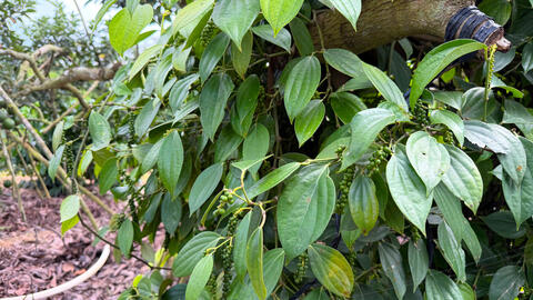 Giá tiêu hôm nay 27/3/2026: Duy trì ngưỡng 137.000 - 139.000 đồng/kg