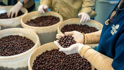 Gia Lai tìm đường thoát 'bẫy xuất thô', hướng tới thủ phủ Robusta xanh