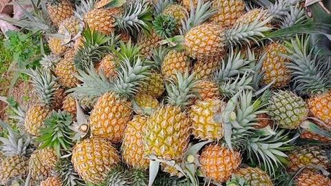 Giá nông sản hôm nay 7/4/2026: Sầu riêng Thái tăng trở lại; dứa trái vụ vào mùa