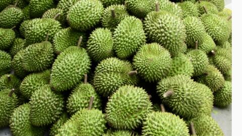 Vĩnh Long chuẩn hóa vùng trồng sầu riêng, mở rộng thị trường xuất khẩu