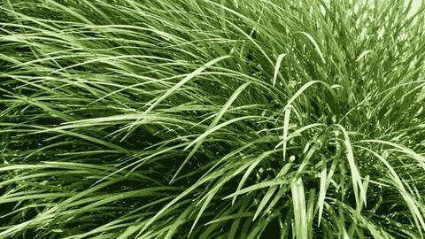 Thải độc gan bằng cây thuốc quý