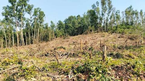 Làm rõ việc Ban quản lý rừng ở Gia Lai che giấu vụ khai thác rừng phòng hộ