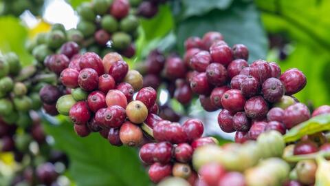 Giá cà phê thế giới nối đà tăng mạnh