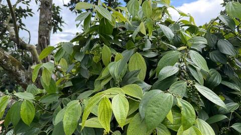 Giá tiêu hôm nay 19/4/2026: Giảm nhẹ tại Gia Lai