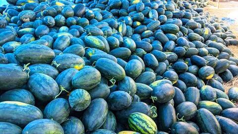 Giá nông sản hôm nay 21/4/2026: Nhiều mặt hàng có mức giá thấp