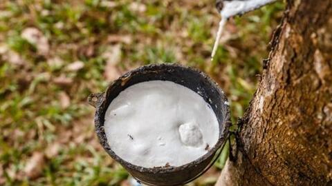 Giá cao su đồng loạt tăng, rủi ro nguồn cung vẫn đè nặng thị trường