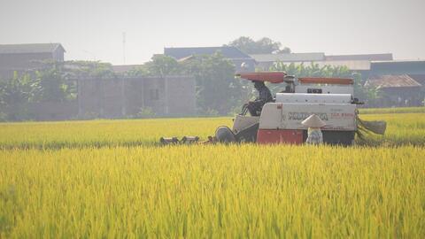 Giá xuất khẩu phục hồi nhẹ, gạo Việt vẫn tiếp tục đối mặt ‘sóng gió’?