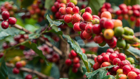 Giá cà phê thế giới tăng mạnh do lo ngại thiếu nguồn cung