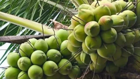 Giá nông sản hôm nay, ngày 24/4: Tăng, giảm trái chiều