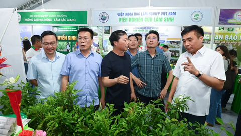 Thị trường dược liệu mở rộng, sâm Lai Châu đứng trước cơ hội bứt phá