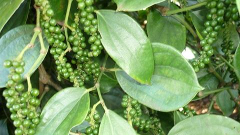 Giá hạt tiêu nội địa giảm nhẹ, xuất khẩu quý I/2026 vẫn tăng mạnh