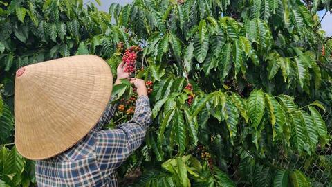 Giá cà phê hôm nay 4/5/2026: Duy trì mức giá 86.000 - 86.500 đồng/kg