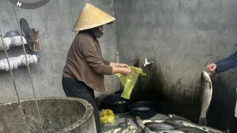 Cá chết nhiều tại các lồng bè nuôi trên sông Lam