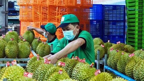 Doanh nghiệp xuất khẩu sầu riêng thích ứng với kỷ nguyên số