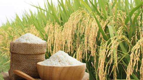 Giá lúa gạo hôm nay ngày 15/5/2026: Gạo thường giảm 1.000 đồng/kg