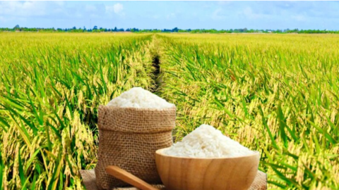Giá lúa gạo hôm nay ngày 17/5, tuần qua: Gạo xuất khẩu, lúa tươi tăng