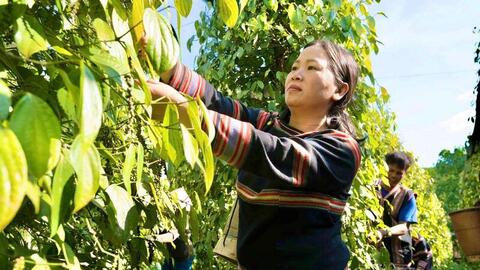 Giá tiêu hôm nay 22/5/2026: Neo cao, thị trường sắp biến động?