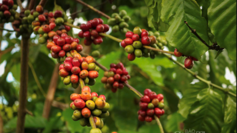 Giá cà phê hôm nay 29/5/2026: Bật tăng, tiến gần mốc 90.000 đồng/kg