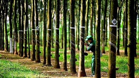 Cao su Phước Hoà có thể nhận khoản đền bù hơn 1.000 tỷ ngay cuối tháng 5