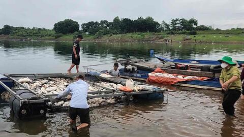 Hơn 100 tấn cá nuôi lồng bè trên hồ Trị An chết hàng loạt