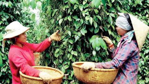 Giá tiêu hôm nay 4/6/2026: Thị trường trầm lắng