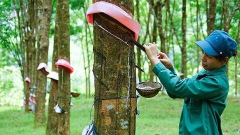 Tập đoàn Cao su (GVR) không đáp ứng điều kiện công ty đại chúng