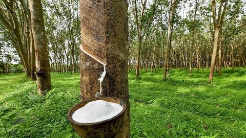 Giá cao su thế giới lập đỉnh 15 năm, xuất khẩu Việt Nam giảm tốc
