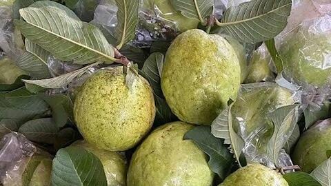 Quả ổi hay cam giàu vitamin C hơn?