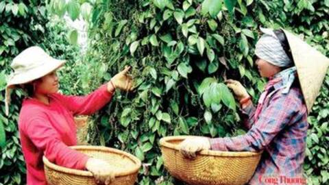 Giá tiêu hôm nay 26/6/2026: Giữ đà ổn định