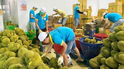 Ngăn chặn mua bán mã số vùng trồng ở Lâm Đồng