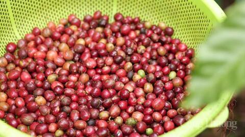 Giá cà phê Arabica tăng mạnh do mưa lớn cản trở thu hoạch tại Brazil