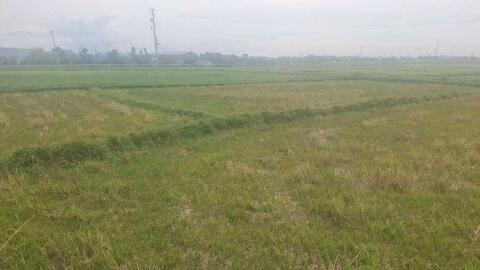 Bỏ hoang hàng nghìn hecta đất lúa ở Hà Tĩnh