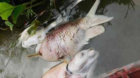 Cá chết hàng loạt trong lồng nuôi trên sông Lam