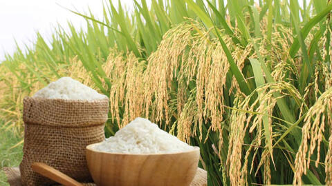 Giá lúa gạo hôm nay ngày 9/7/2026: Lúa tươi biến động trái chiều
