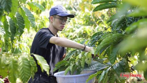 Giá cà phê hôm nay 19/7/2026: Tăng tuần thứ tư liên tiếp