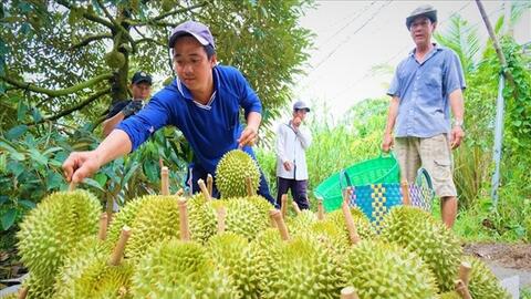 Giữ vị thế sầu riêng Việt bằng chất lượng
