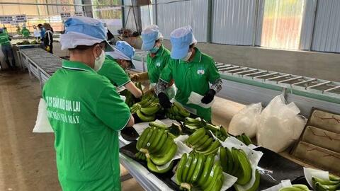 Doanh thu trái cây giảm, HAGL vẫn lãi hơn 1.100 tỷ đồng trong quý II nhờ yếu tố bất ngờ