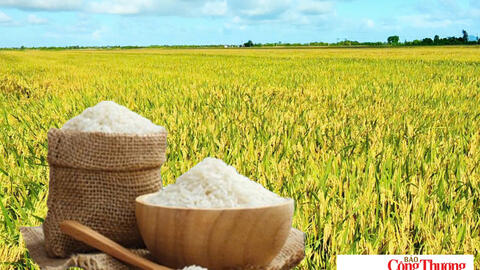 Giá lúa gạo hôm nay ngày 24/8: Gạo thơm Jasmine tăng 1.000 đồng/kg