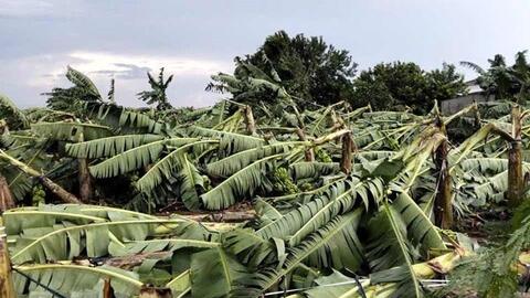Đồng Nai chi hỗ trợ hơn 1 tỉ đồng cho các hộ dân bị thiệt hại chuối do mưa bão
