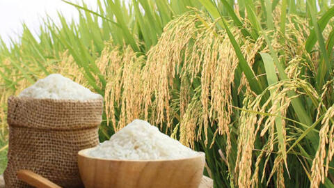 Giá lúa gạo hôm nay ngày 11/9/2026: Lúa tươi biến động trái chiều