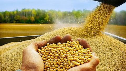 Giá đậu tương bật tăng, tồn kho dầu đậu tương Mỹ xuống thấp