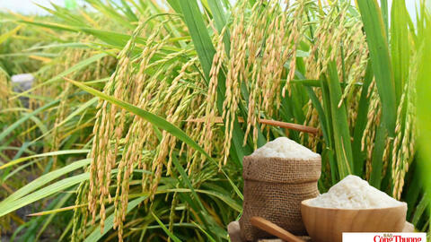 Giá lúa gạo hôm nay ngày 18/9/2026: Giá lúa tươi biến động trái chiều