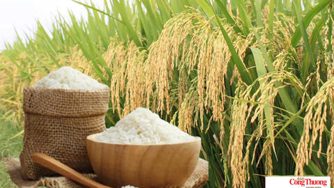 Giá lúa gạo hôm nay ngày 2/10/2026: Lúa tươi biến động trái chiều
