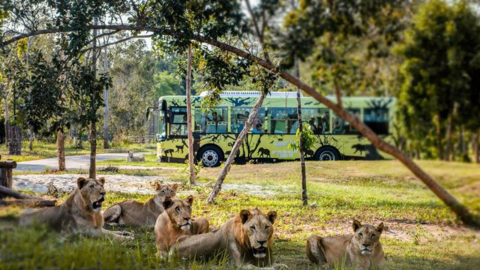 Nắm giữ “kỷ lục kép” thế giới - Vinpearl Safari Phú Quốc “khủng” cỡ nào?