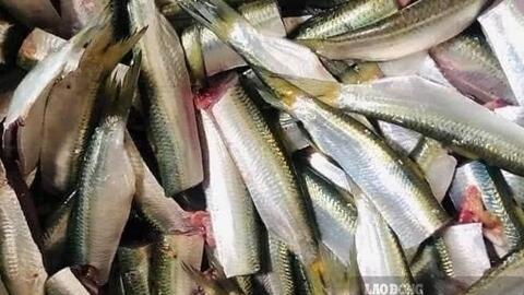 Loại cá giàu omega-3 tốt cho xương khớp