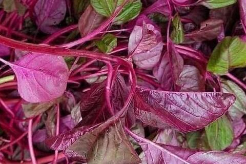 Thanh nhiệt, giải độc cơ thể bằng loại rau quen thuộc