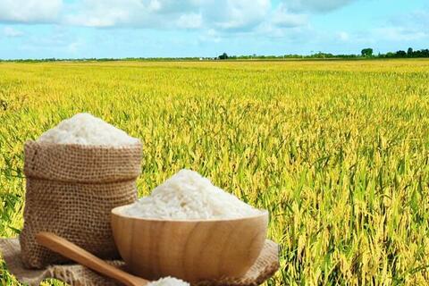 Giá lúa gạo hôm nay ngày 31/3: Lúa tươi tăng nhẹ