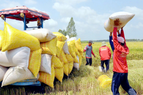 Philippines điều tra tự vệ gạo nhập khẩu, thương vụ khuyến nghị doanh nghiệp