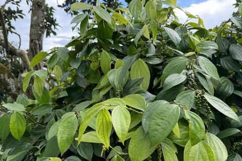 Giá tiêu hôm nay 19/4/2026: Giảm nhẹ tại Gia Lai